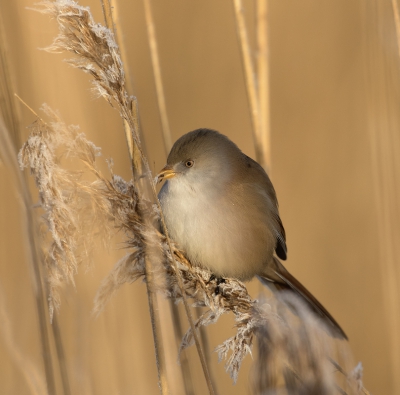 <i class='fa fa-user'></i>&nbsp;Kees Kroon&nbsp;|   Baardman&nbsp; <i class='fa fa-eye'>&nbsp;370</i> &nbsp;<i class='fa fa-thumbs-up'>&nbsp;6</i> &nbsp; <i class='fa fa-comment-o'>&nbsp;13</i>