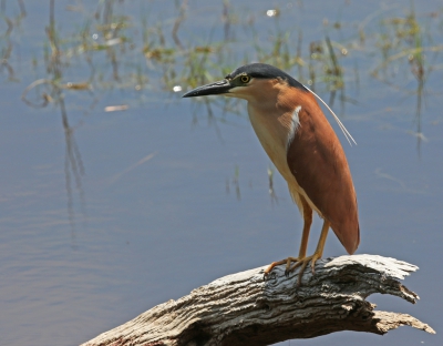 <i class='fa fa-user'></i>&nbsp;Theo Hendriks&nbsp;|   Rosse Kwak&nbsp; <i class='fa fa-eye'>&nbsp;414</i> &nbsp; <i class='fa fa-comment-o'>&nbsp;3</i>