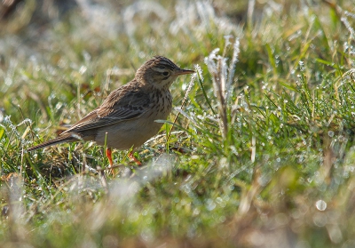 <i class='fa fa-user'></i>&nbsp;Marco Simonis&nbsp;|   Mongoolse Pieper&nbsp; <i class='fa fa-eye'>&nbsp;531</i> &nbsp; <i class='fa fa-comment-o'>&nbsp;5</i>