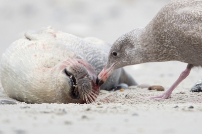 Dit is een grote burgemeester die een dode zeehond aan het opeten is. We konden er vrij dichtbij komen nadat we er langzaam naar toe waren geslopen.