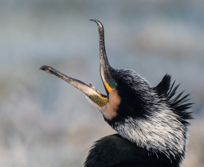 <i class='fa fa-user'></i>&nbsp;Eric M&nbsp;|   Aalscholver&nbsp; <i class='fa fa-eye'>&nbsp;390</i> &nbsp;<i class='fa fa-thumbs-up'>&nbsp;3</i> &nbsp; <i class='fa fa-comment-o'>&nbsp;13</i>