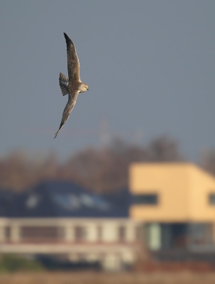 <i class='fa fa-user'></i>&nbsp;thijsglastra&nbsp;|   Steppekiekendief&nbsp; <i class='fa fa-eye'>&nbsp;343</i> &nbsp;<i class='fa fa-thumbs-up'>&nbsp;7</i> &nbsp; <i class='fa fa-comment-o'>&nbsp;10</i>