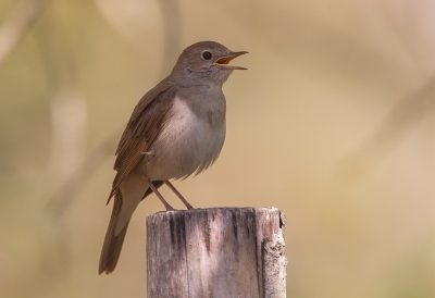 <i class='fa fa-user'></i>&nbsp;charlysax&nbsp;|   Nachtegaal&nbsp; <i class='fa fa-eye'>&nbsp;259</i> &nbsp; <i class='fa fa-comment-o'>&nbsp;1</i>