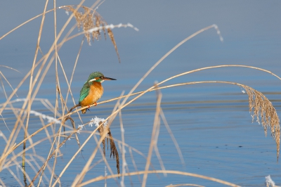 <i class='fa fa-user'></i>&nbsp;Hans Reitsma&nbsp;|   IJsvogel&nbsp; <i class='fa fa-eye'>&nbsp;335</i> &nbsp;<i class='fa fa-thumbs-up'>&nbsp;3</i> &nbsp; <i class='fa fa-comment-o'>&nbsp;5</i>