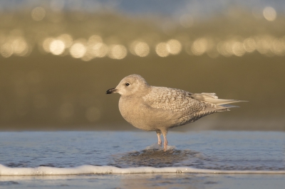 <i class='fa fa-user'></i>&nbsp;Peter Soer&nbsp;|   Kleine Burgemeester&nbsp; <i class='fa fa-eye'>&nbsp;276</i> &nbsp;<i class='fa fa-thumbs-up'>&nbsp;3</i> &nbsp; <i class='fa fa-comment-o'>&nbsp;7</i>