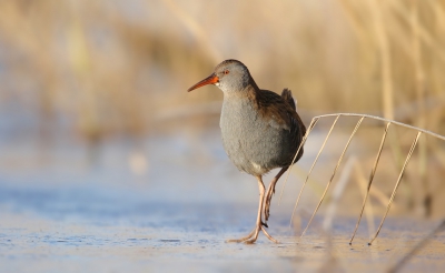 <i class='fa fa-user'></i>&nbsp;thijsglastra&nbsp;|   Waterral&nbsp; <i class='fa fa-eye'>&nbsp;512</i> &nbsp;<i class='fa fa-thumbs-up'>&nbsp;4</i> &nbsp; <i class='fa fa-comment-o'>&nbsp;25</i>