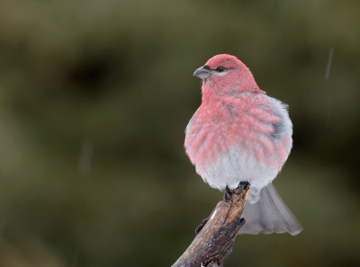 <i class='fa fa-user'></i>&nbsp;jan Luit&nbsp;|   Haakbek&nbsp; <i class='fa fa-eye'>&nbsp;504</i> &nbsp;<i class='fa fa-thumbs-up'>&nbsp;9</i> &nbsp; <i class='fa fa-comment-o'>&nbsp;9</i>