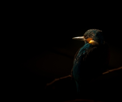 deze ijsvogel zat boven een wak te vissen. door dat de zon zo laag staat zit de ene kant van deze vogel in de zon en de andere kant in de schaduw. ik heb dit een beetje overdreven waardoor je een mooie rustige foto krijg met een mooi belichte kop