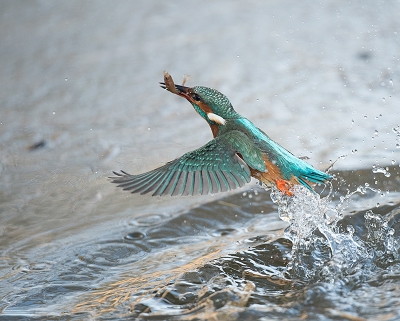 <i class='fa fa-user'></i>&nbsp;Wilfried Solarz&nbsp;|   IJsvogel&nbsp; <i class='fa fa-eye'>&nbsp;487</i> &nbsp;<i class='fa fa-thumbs-up'>&nbsp;15</i> &nbsp; <i class='fa fa-comment-o'>&nbsp;13</i>