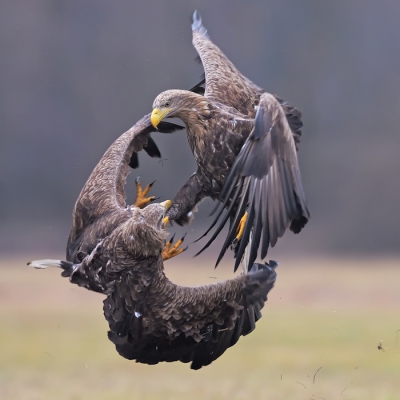 <i class='fa fa-user'></i>&nbsp;Johan G&nbsp;|   Zeearend&nbsp; <i class='fa fa-eye'>&nbsp;793</i> &nbsp;<i class='fa fa-thumbs-up'>&nbsp;21</i> &nbsp; <i class='fa fa-comment-o'>&nbsp;15</i>