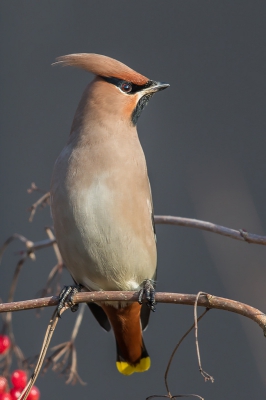 Gisteren toch maar eens een kijkje gaan nemen bij een viertal pestvogels in het Gentse. Normaal gezien ben ik niet zo'n fan om in de rij te gaan staan om een foto te maken maar voor deze soort maak ik graag een uitzondering. Deze vond ik qua kleur en houding nog wel mooi. De blauwe achtergrond is een flatgebouw.