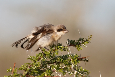 <i class='fa fa-user'></i>&nbsp;Kees de Jager&nbsp;|   Kleine Klapekster&nbsp; <i class='fa fa-eye'>&nbsp;371</i> &nbsp; <i class='fa fa-comment-o'>&nbsp;4</i>