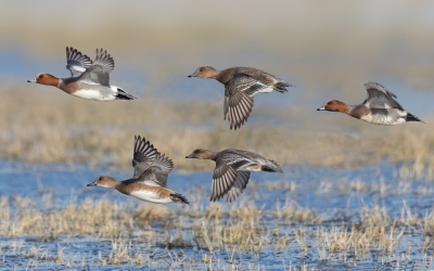 <i class='fa fa-user'></i>&nbsp;ep&nbsp;|   Smient&nbsp; <i class='fa fa-eye'>&nbsp;411</i> &nbsp; <i class='fa fa-comment-o'>&nbsp;8</i>