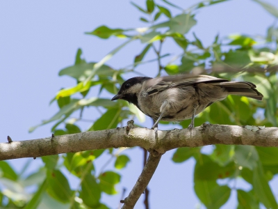 <i class='fa fa-user'></i>&nbsp;Paul van Giersbergen&nbsp;|   Miombomees&nbsp; <i class='fa fa-eye'>&nbsp;243</i> &nbsp; <i class='fa fa-comment-o'>&nbsp;2</i>