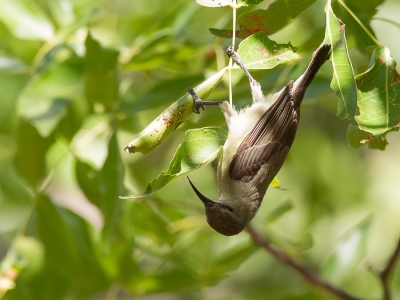 <i class='fa fa-user'></i>&nbsp;Paul van Giersbergen&nbsp;|   Oostelijke Miombohoningzuiger&nbsp; <i class='fa fa-eye'>&nbsp;255</i> &nbsp; <i class='fa fa-comment-o'>&nbsp;1</i>
