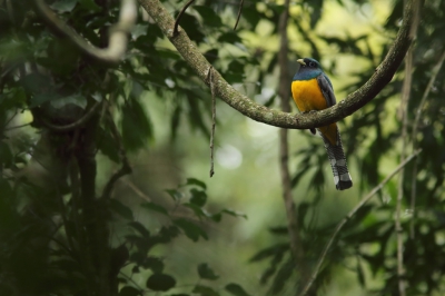 <i class='fa fa-user'></i>&nbsp;Martjan Lammertink&nbsp;|   Zwartkeeltrogon&nbsp; <i class='fa fa-eye'>&nbsp;349</i> &nbsp;<i class='fa fa-thumbs-up'>&nbsp;4</i> &nbsp; <i class='fa fa-comment-o'>&nbsp;6</i>