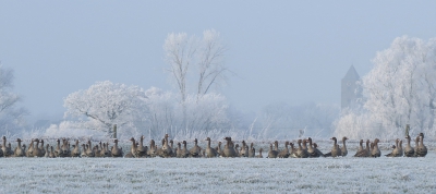 <i class='fa fa-user'></i>&nbsp;sieb&nbsp;|   Kolgans&nbsp; <i class='fa fa-eye'>&nbsp;570</i> &nbsp;<i class='fa fa-thumbs-up'>&nbsp;14</i> &nbsp; <i class='fa fa-comment-o'>&nbsp;32</i>