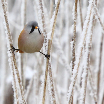 Dit baardmannetje in een mooi winterlandschap kunnen vastleggen