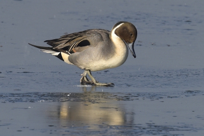 <i class='fa fa-user'></i>&nbsp;Gerard Visser&nbsp;|   Pijlstaart&nbsp; <i class='fa fa-eye'>&nbsp;518</i> &nbsp;<i class='fa fa-thumbs-up'>&nbsp;7</i> &nbsp; <i class='fa fa-comment-o'>&nbsp;27</i>