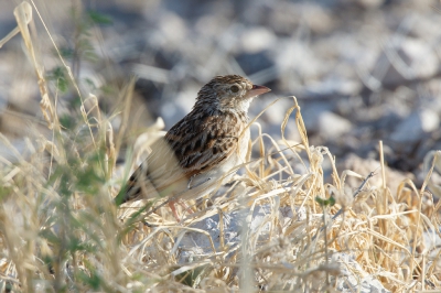 <i class='fa fa-user'></i>&nbsp;Kees de Jager&nbsp;|   Musleeuwerik&nbsp; <i class='fa fa-eye'>&nbsp;234</i> &nbsp; <i class='fa fa-comment-o'>&nbsp;1</i>