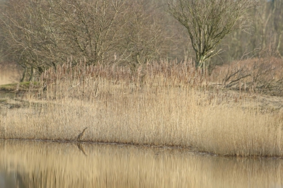 <i class='fa fa-user'></i>&nbsp;Frank Kremer&nbsp;|   Roerdomp&nbsp; <i class='fa fa-eye'>&nbsp;625</i> &nbsp;<i class='fa fa-thumbs-up'>&nbsp;7</i> &nbsp; <i class='fa fa-comment-o'>&nbsp;18</i>