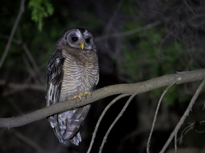 <i class='fa fa-user'></i>&nbsp;Paul van Giersbergen&nbsp;|   Afrikaanse Bosuil&nbsp; <i class='fa fa-eye'>&nbsp;330</i> &nbsp;<i class='fa fa-thumbs-up'>&nbsp;2</i> &nbsp; <i class='fa fa-comment-o'>&nbsp;3</i>