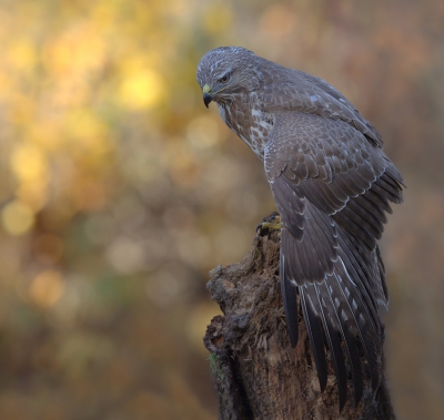 <i class='fa fa-user'></i>&nbsp;keesvanderklauw&nbsp;|   Buizerd&nbsp; <i class='fa fa-eye'>&nbsp;512</i> &nbsp;<i class='fa fa-thumbs-up'>&nbsp;5</i> &nbsp; <i class='fa fa-comment-o'>&nbsp;20</i>