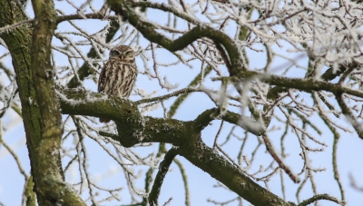 <i class='fa fa-user'></i>&nbsp;Leon Walraven&nbsp;|   Steenuil&nbsp; <i class='fa fa-eye'>&nbsp;445</i> &nbsp; <i class='fa fa-comment-o'>&nbsp;25</i>