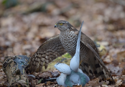 <i class='fa fa-user'></i>&nbsp;Jakob Keun&nbsp;|   Sperwer&nbsp; <i class='fa fa-eye'>&nbsp;839</i> &nbsp;<i class='fa fa-thumbs-up'>&nbsp;20</i> &nbsp; <i class='fa fa-comment-o'>&nbsp;20</i>