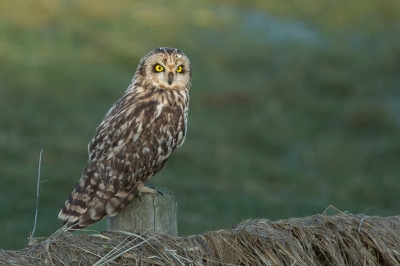 <i class='fa fa-user'></i>&nbsp;anevanrees&nbsp;|   Velduil&nbsp; <i class='fa fa-eye'>&nbsp;530</i> &nbsp;<i class='fa fa-thumbs-up'>&nbsp;1</i> &nbsp; <i class='fa fa-comment-o'>&nbsp;12</i>