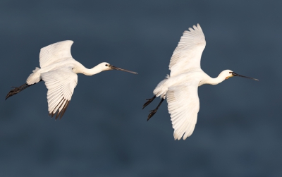 <i class='fa fa-user'></i>&nbsp;ep&nbsp;|   Lepelaar&nbsp; <i class='fa fa-eye'>&nbsp;367</i> &nbsp; <i class='fa fa-comment-o'>&nbsp;2</i>