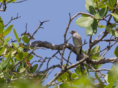 <i class='fa fa-user'></i>&nbsp;Paul van Giersbergen&nbsp;|   Zwartwangkanarie&nbsp; <i class='fa fa-eye'>&nbsp;229</i> &nbsp; <i class='fa fa-comment-o'>&nbsp;0</i>
