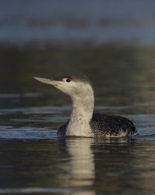 De Roodkeelduiker in de haven van Lauwersoog heeft het uiteindelijke niet gehaald, vandaar deze foto ter nagedachtenis.