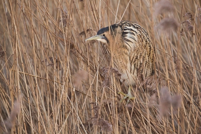 <i class='fa fa-user'></i>&nbsp;Annie Keizer&nbsp;|   Roerdomp&nbsp; <i class='fa fa-eye'>&nbsp;850</i> &nbsp;<i class='fa fa-thumbs-up'>&nbsp;8</i> &nbsp; <i class='fa fa-comment-o'>&nbsp;27</i>