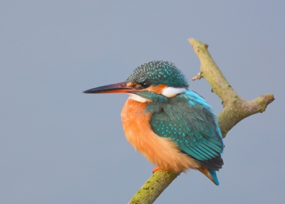 Ik heb er jaren op moeten wachten, maar vandaag mijn eerste ijsvogel gefotografeerd.