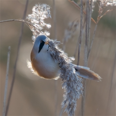 <i class='fa fa-user'></i>&nbsp;Harry Jamont&nbsp;|   Baardman&nbsp; <i class='fa fa-eye'>&nbsp;328</i> &nbsp; <i class='fa fa-comment-o'>&nbsp;5</i>