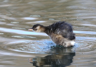 <i class='fa fa-user'></i>&nbsp;loek van de Leur&nbsp;|   Dodaars&nbsp; <i class='fa fa-eye'>&nbsp;229</i> &nbsp; <i class='fa fa-comment-o'>&nbsp;0</i>