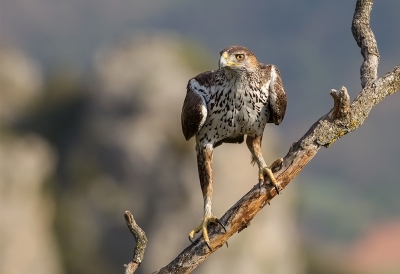 <i class='fa fa-user'></i>&nbsp;charlysax&nbsp;|   Havikarend&nbsp; <i class='fa fa-eye'>&nbsp;518</i> &nbsp;<i class='fa fa-thumbs-up'>&nbsp;10</i> &nbsp; <i class='fa fa-comment-o'>&nbsp;15</i>