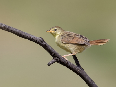 <i class='fa fa-user'></i>&nbsp;Paul van Giersbergen&nbsp;|   Jammergraszanger&nbsp; <i class='fa fa-eye'>&nbsp;269</i> &nbsp;<i class='fa fa-thumbs-up'>&nbsp;1</i> &nbsp; <i class='fa fa-comment-o'>&nbsp;2</i>