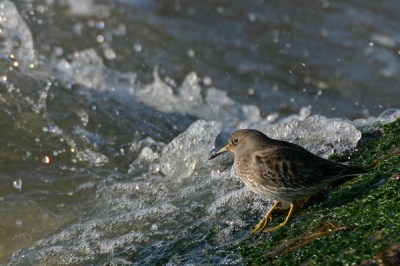 Prachtig weer, en een groepje steltjes in de bocht van de noordpier.
Canon EOS 300D Sigma APO 135-400 4.5-5.6