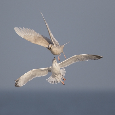 <i class='fa fa-user'></i>&nbsp;Peter Soer&nbsp;|   Kleine Burgemeester&nbsp; <i class='fa fa-eye'>&nbsp;600</i> &nbsp;<i class='fa fa-thumbs-up'>&nbsp;8</i> &nbsp; <i class='fa fa-comment-o'>&nbsp;12</i>