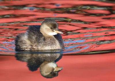 <i class='fa fa-user'></i>&nbsp;loek van de Leur&nbsp;|   Dodaars&nbsp; <i class='fa fa-eye'>&nbsp;370</i> &nbsp;<i class='fa fa-thumbs-up'>&nbsp;4</i> &nbsp; <i class='fa fa-comment-o'>&nbsp;16</i>