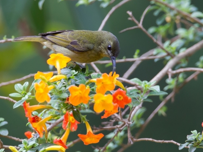 <i class='fa fa-user'></i>&nbsp;Paul van Giersbergen&nbsp;|   Olijfgroene Honingzuiger&nbsp; <i class='fa fa-eye'>&nbsp;269</i> &nbsp; <i class='fa fa-comment-o'>&nbsp;2</i>