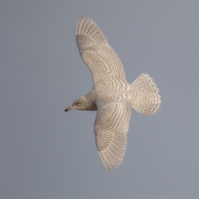 <i class='fa fa-user'></i>&nbsp;Peter Soer&nbsp;|   Kleine Burgemeester&nbsp; <i class='fa fa-eye'>&nbsp;373</i> &nbsp;<i class='fa fa-thumbs-up'>&nbsp;8</i> &nbsp; <i class='fa fa-comment-o'>&nbsp;9</i>