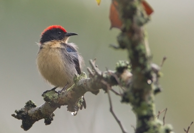 <i class='fa fa-user'></i>&nbsp;charlysax&nbsp;|   Roodrughoningvogel&nbsp; <i class='fa fa-eye'>&nbsp;270</i> &nbsp; <i class='fa fa-comment-o'>&nbsp;4</i>