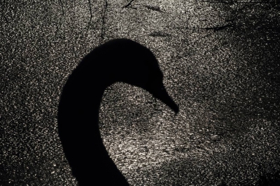 <i class='fa fa-user'></i>&nbsp;ron entius&nbsp;|   Knobbelzwaan&nbsp; <i class='fa fa-eye'>&nbsp;468</i> &nbsp;<i class='fa fa-thumbs-up'>&nbsp;8</i> &nbsp; <i class='fa fa-comment-o'>&nbsp;20</i>