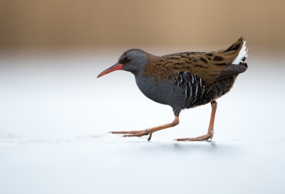 <i class='fa fa-user'></i>&nbsp;LeerdammerKees&nbsp;|   Waterral&nbsp; <i class='fa fa-eye'>&nbsp;675</i> &nbsp;<i class='fa fa-thumbs-up'>&nbsp;23</i> &nbsp; <i class='fa fa-comment-o'>&nbsp;25</i>