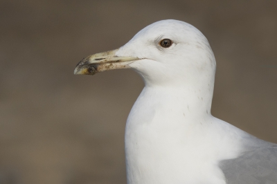 <i class='fa fa-user'></i>&nbsp;Peter Soer&nbsp;|   Pontische Meeuw&nbsp; <i class='fa fa-eye'>&nbsp;301</i> &nbsp; <i class='fa fa-comment-o'>&nbsp;2</i>