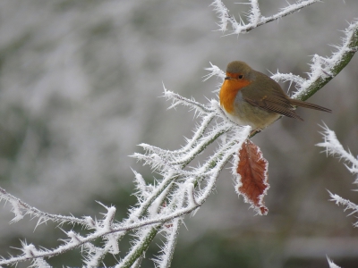 <i class='fa fa-user'></i>&nbsp;sieb&nbsp;|   Roodborst&nbsp; <i class='fa fa-eye'>&nbsp;298</i> &nbsp;<i class='fa fa-thumbs-up'>&nbsp;2</i> &nbsp; <i class='fa fa-comment-o'>&nbsp;13</i>