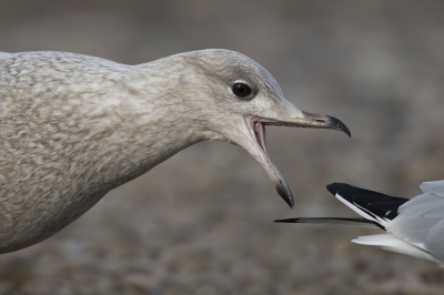 <i class='fa fa-user'></i>&nbsp;Peter Soer&nbsp;|   Kleine Burgemeester&nbsp; <i class='fa fa-eye'>&nbsp;262</i> &nbsp; <i class='fa fa-comment-o'>&nbsp;4</i>